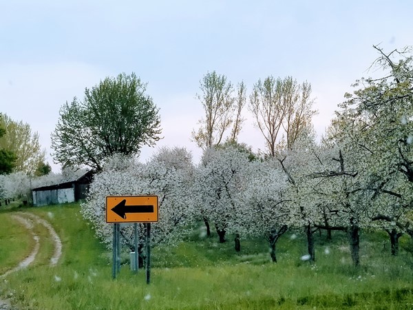 Cherry orchards in bloom