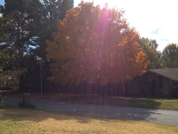 Tucker Creek maple tree in fall color