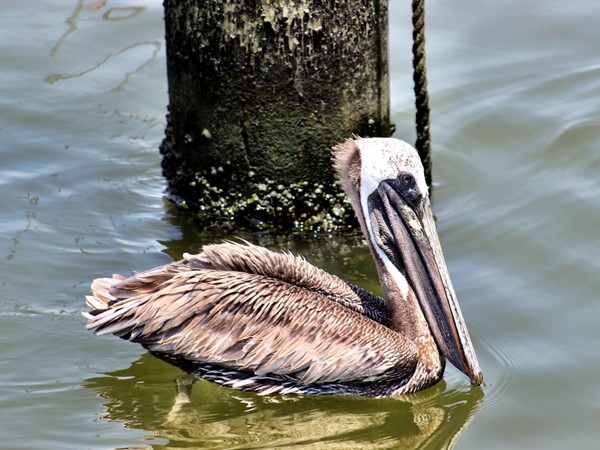 Pelican in Biloxi Harbor