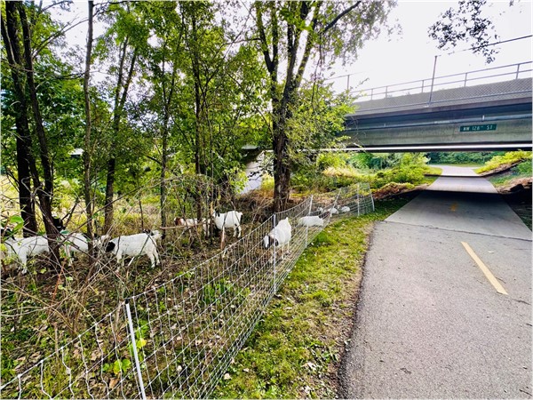 Even in the heart of the city, you might find some farm animals along the Greenbelt Trail