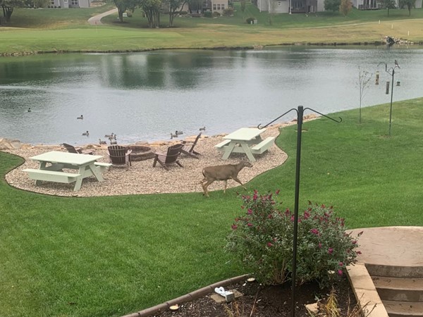 Some days are quite magical in Western Shawnee. Falcon (on bird feeder), deer, and ducks!