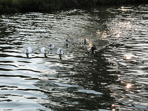 Feeding ducks behind my boat at Raintree 