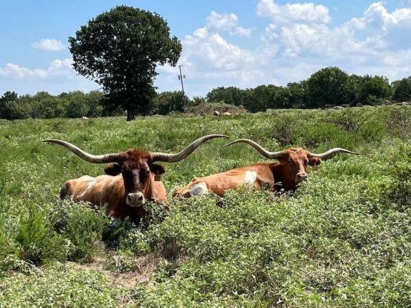 A couple of Southeastern OK longhorns enjoying the cooler Haskell County weather 