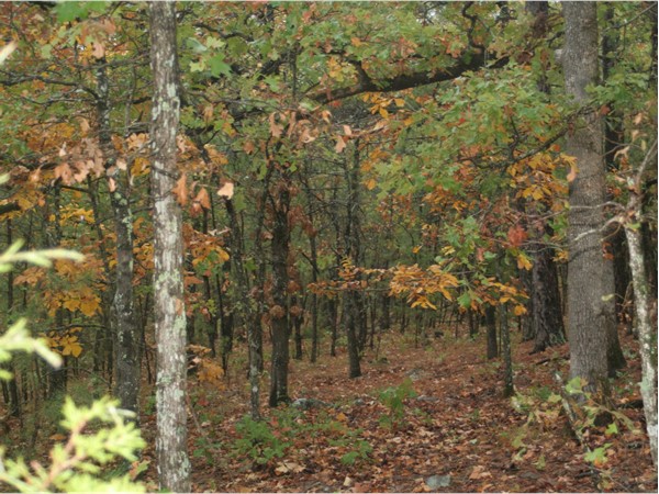 National Forest in Eastern Oklahoma