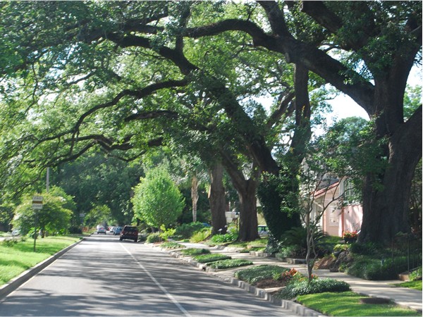 Beautiful old oaks line streets in New Orleans
