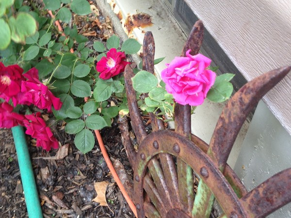 How? Pink rose growing on a red rose bush