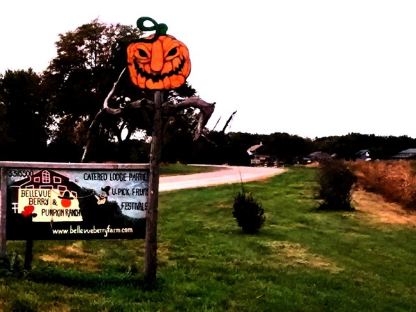 The Bellevue Berry Farm and Pumpkin Patch entrance road