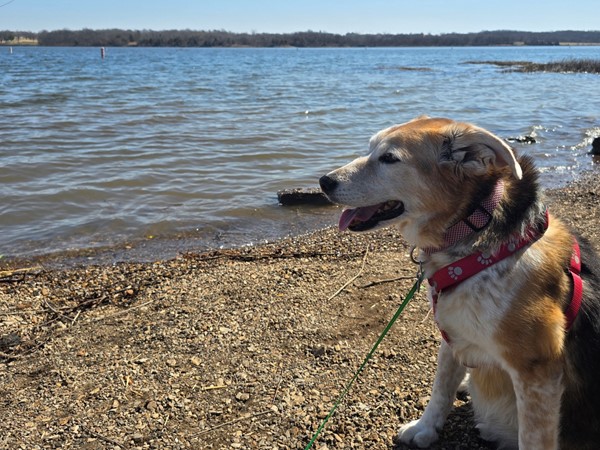 Puppy loves the lake