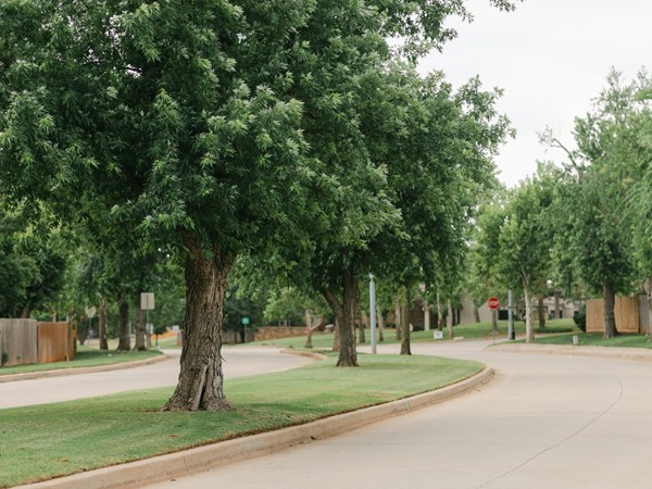 Lined trees in the entrance to Summerfield