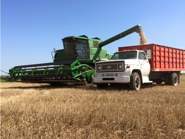 Western Oklahoma wheat harvest