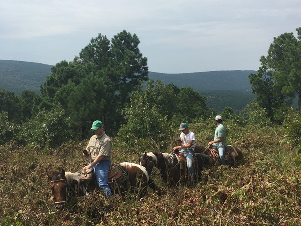 Showing property SE Oklahoma style on horses with a pack of hog dogs in the Sand Bois Mountains