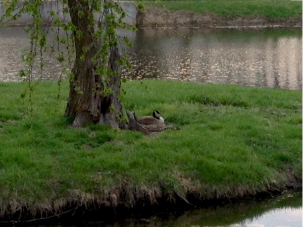 Canadian geese are sitting on their nests at the park... Soon we will be seeing baby geese!