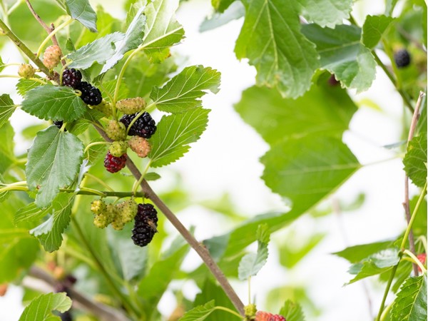 You can munch on some mulberries while hiking down the trail  