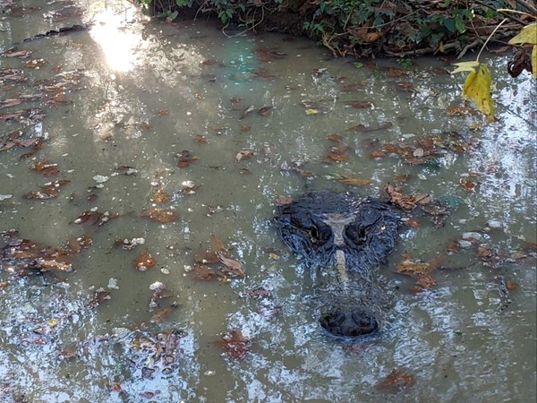 Home of Chomper, the alligator born in 1954