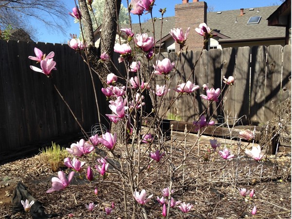 Spring is early, Jane Magnolia is in bloom