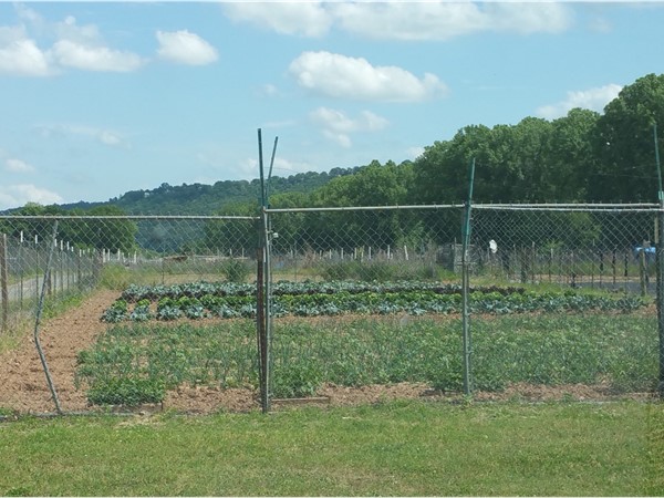 Community gardens are on the grow. You can have a garden for $50/yr including water