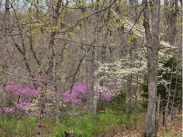 Can't beat this time of year around the lake. Red Buds and Dogwoods showing off