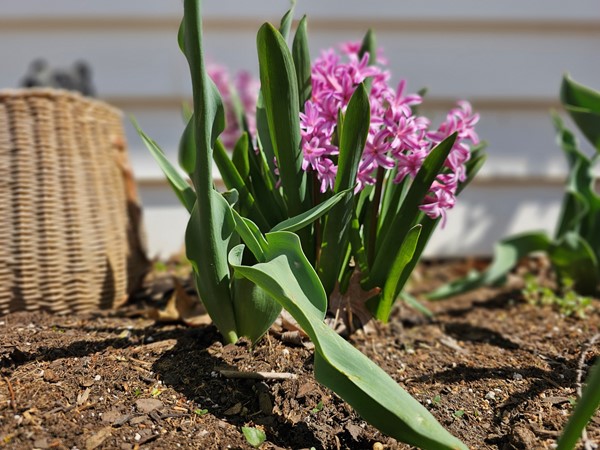 End of March and signs of Spring start to emerge