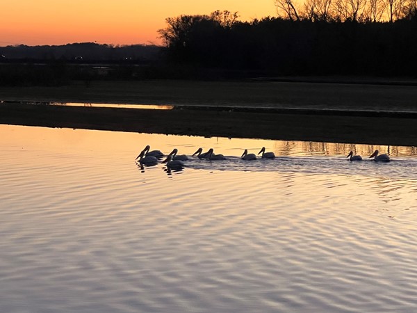 The pelicans come in every year before the cranes take over!