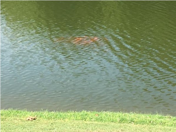 School of fish in beautiful pond at Montgomery Country Club