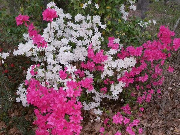 Beautiful Azalea blooms in Spiro 