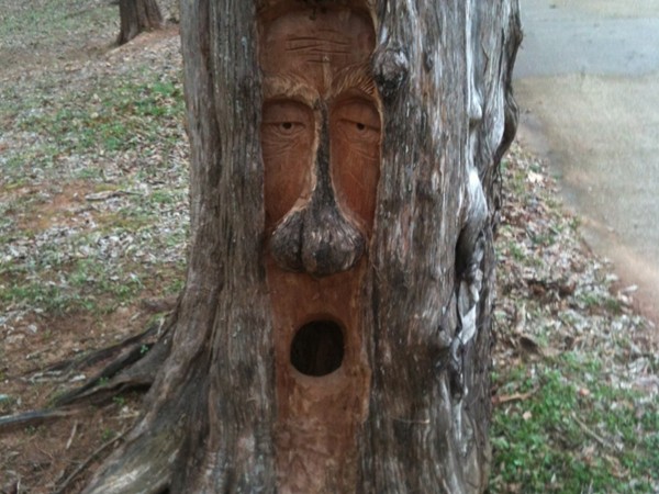 After a long day, sometimes even the trees need a nap