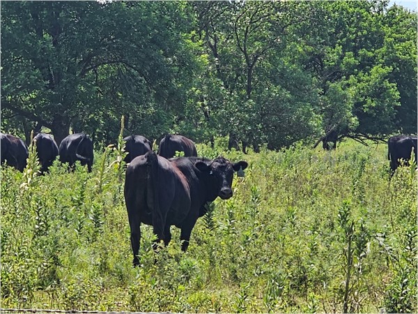 Caught mid-moo or just posing? Either way, this one knows it's the star of the pasture.