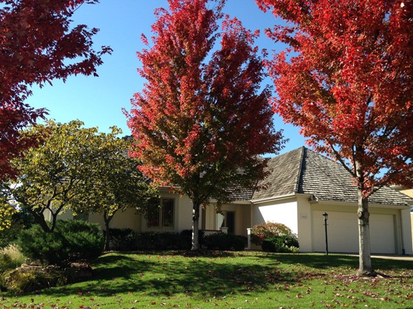 Red leaves in Foxfire neighborhood, Lawrence