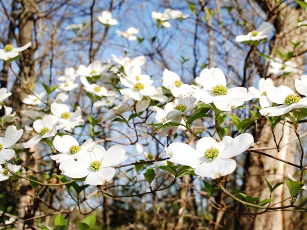 The dogwood blossoms have been lush this year at Horizon Hills 