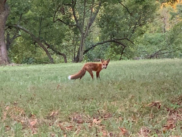 My buddy the fox poses for a photo today