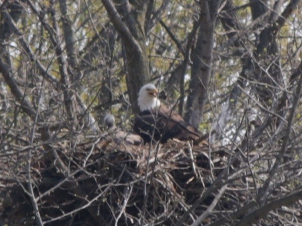 Eagles raising their young here in Caledonia