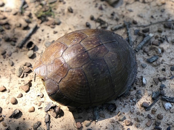 Turtle sighted at Turkey Mountain in Tulsa! A great place to go hiking or mountain biking