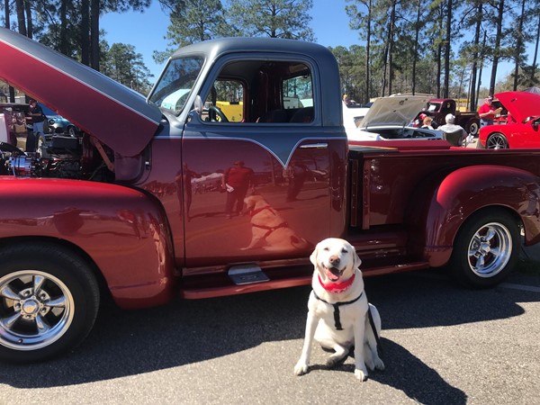 Molly checking out one of the hundreds of antique cars at Swamp Fest 2018
