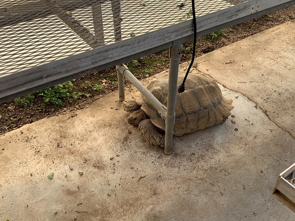 Tortoise at the Lapeer County Education and Technology Center