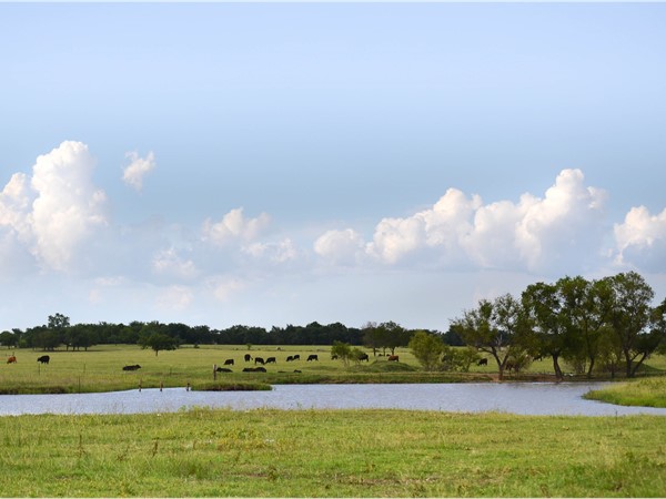 Cattle grazing in Bristow 