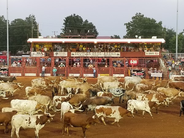 Longhorns at the Elk City Rodeo Of Champions