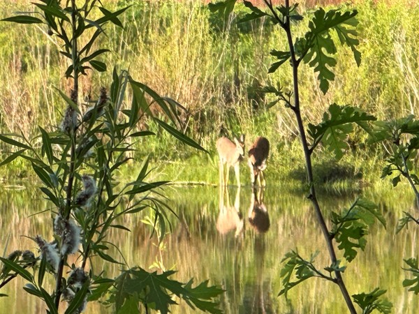 A pair of deer get a drink on the shores of Big Woods Lake