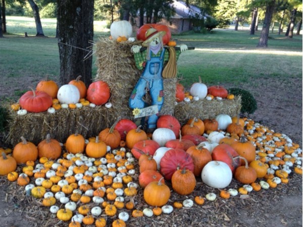 Colorful pumpkin patch and scarecrow found in the Golden Pond area