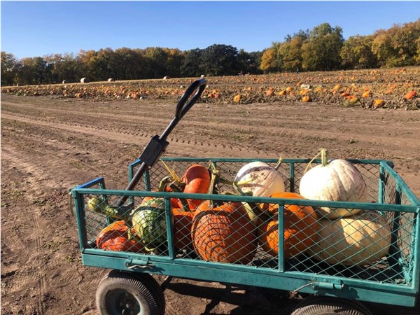 You can find lots of pumpkins at Roga Pumpkin Patch