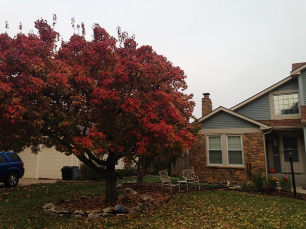 Leaves changing color and falling in Prairie Meadows