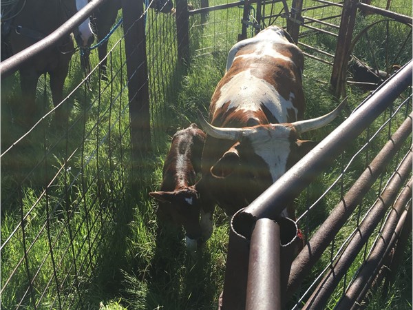 Southeastern Oklahoma wild cow catching on a Leflore County ranch