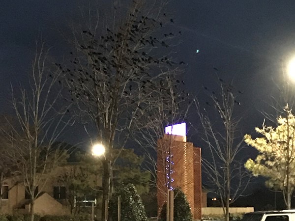 Check out all the Red Wing Black Birds in the tree