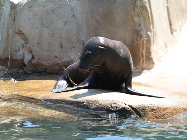 Adorable sea lion catching some rays at Henry Doorly Zoo 