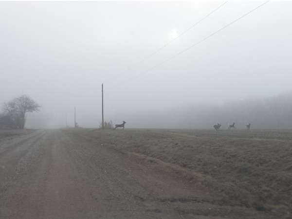 Beautiful deer crossing a foggy road this morning. Near the Ninnescah River