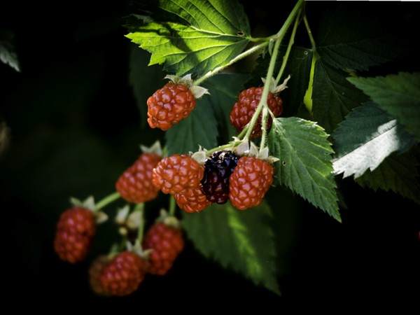 Beautiful blackberries