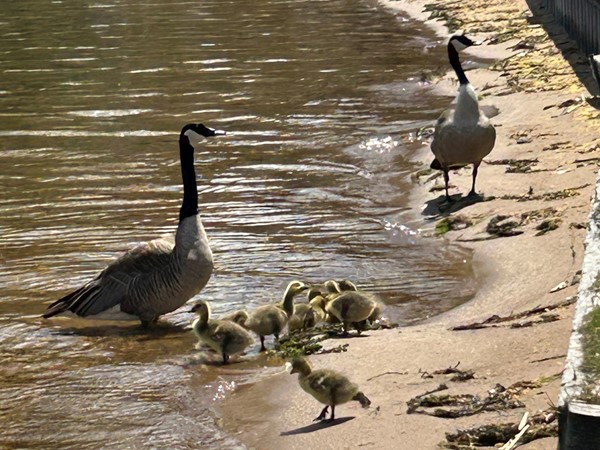 A family enjoying time at Gull Lake