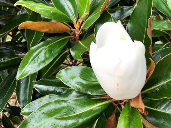 Magnolia's will be blooming soon in Pass Christian