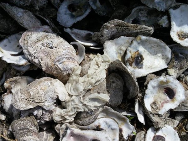 Oyster shells. No pearl found today, but, deliciousness for lunch