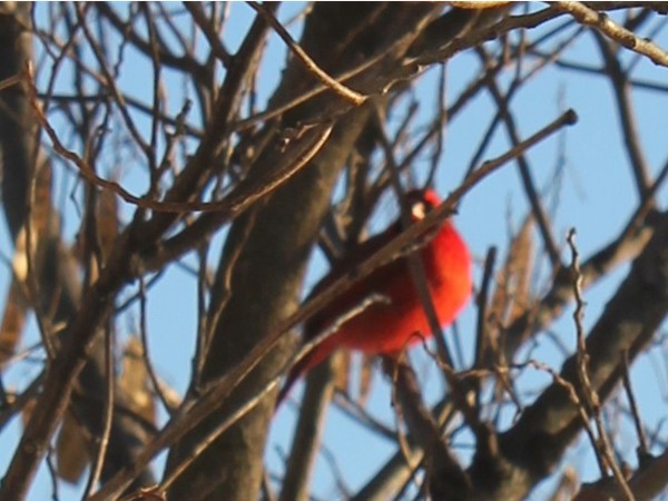 A Cardinal ready for spring; nature is vivid in Lakes at Oakmont 