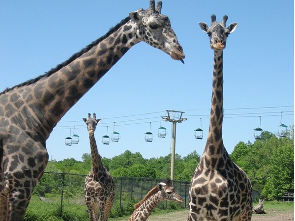 The Kansas City Zoo is a must, whether you are a local or visiting the area